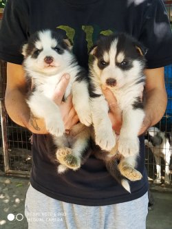 Muhteşem Husky Yavruları 1