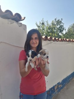 Jack Russel Yavrularımız 1