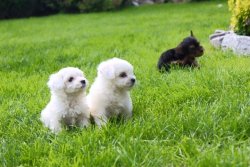 MALTESE TERRIER YAVRULARI 2