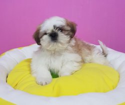 Satılık Shi̇h Tzu Yavrularımız 1