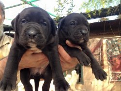 SATILIK MÜKEMMEL CANE CORSO BLU SİYAH YAVRULARI 5