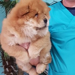 CHOW CHOW YAVRUMUZ 2