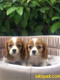 Süper Kalite King Charles Cavalier Yavrularımız Mağazamızda 4