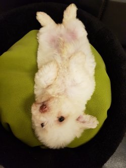 Orjinal Beyaz Terrier 2