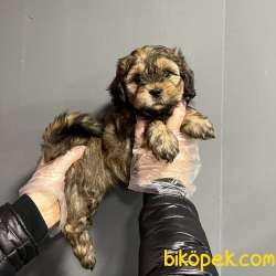 F1 GÜZELLİK FORMUNDA MALTİPOO BEBEKLERİMİZ 4