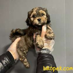 F1 GÜZELLİK FORMUNDA MALTİPOO BEBEKLERİMİZ 3