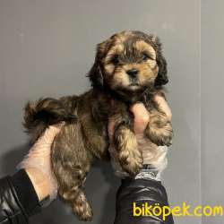 F1 GÜZELLİK FORMUNDA MALTİPOO BEBEKLERİMİZ 1