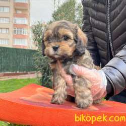 F1 GÜZELLİK FORMUNDA MALTİPOO BEBEKLERİMİZ 2