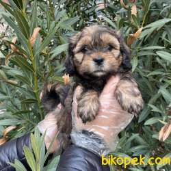 F1 GÜZELLİK FORMUNDA MALTİPOO BEBEKLERİMİZ 5