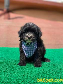 F1 Kalite Dişi Ve Erkek Maltipoo Bebekler 4