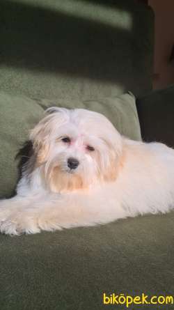 F1 Maltipoo 1
