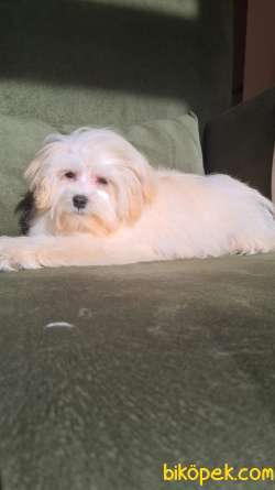 F1 Maltipoo 4