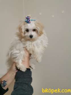 F1 Maltipoo 3