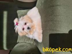 F1 Maltipoo 2