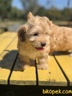 F1 MALTIPOO BEBEKLER 0 NUMARA 1