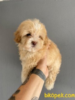 F1 MALTIPOO BEBEKLER 3