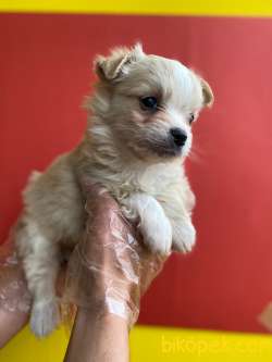 F1 MALTIPOO BEBEKLERİMİZ 4
