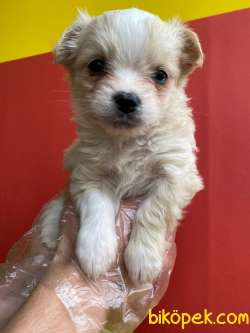 F1 MALTIPOO BEBEKLERİMİZ 3