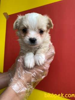 F1 MALTIPOO BEBEKLERİMİZ 1
