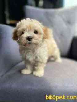 F1 Maltipoo 1