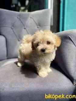 F1 Maltipoo 3