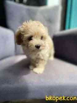 F1 Maltipoo 4