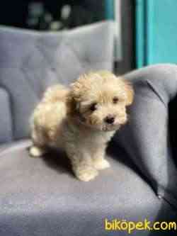 F1 Maltipoo 2