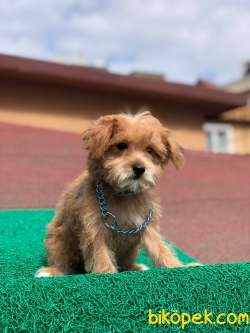 F1 Maltipoo Dişi Yavrumuz 3