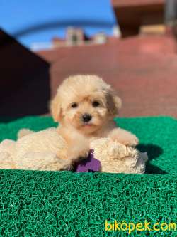 F1 Maltipoo Dişi Yavrumuz 1