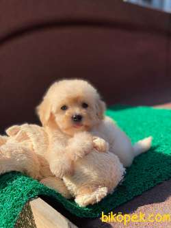 F1 Maltipoo Dişi Yavrumuz 2