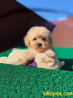 F1 Maltipoo Dişi Yavrumuz 3