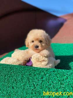 F1 Maltipoo Dişi Yavrumuz 2