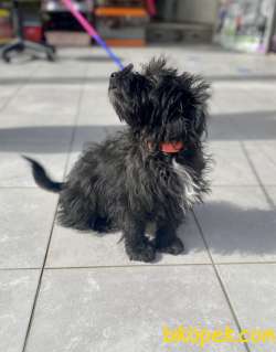F1 Maltipoo Kızımız 4