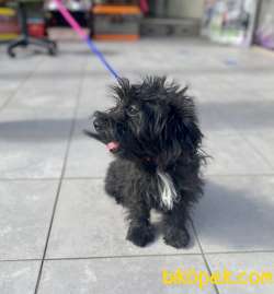 F1 Maltipoo Kızımız 5