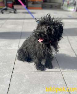 F1 Maltipoo Kızımız 3