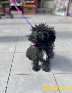 F1 Maltipoo Kızımız 2