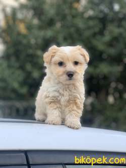 F1 MALTİPOO KIZIMIZ SHİNEY 3
