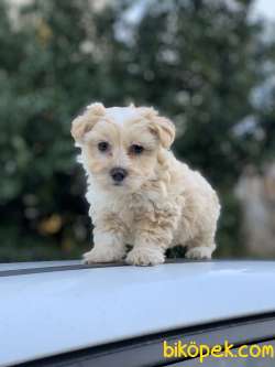 F1 MALTİPOO KIZIMIZ SHİNEY 1