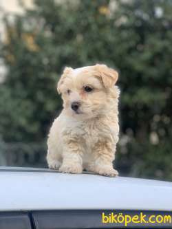 F1 MALTİPOO KIZIMIZ SHİNEY 2