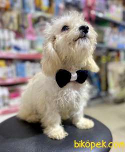 F1 Maltipoo Oğlumuz 3