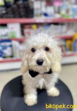 F1 Maltipoo Oğlumuz 2
