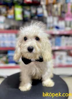 F1 Maltipoo Oğlumuz 1
