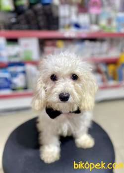 F1 Maltipoo Oğlumuz 5