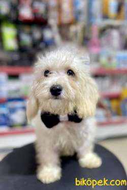 F1 Maltipoo Oğlumuz 4