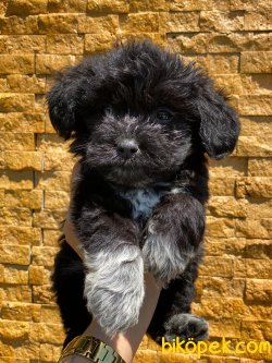F1 Maltipoo Yavrularımız 2