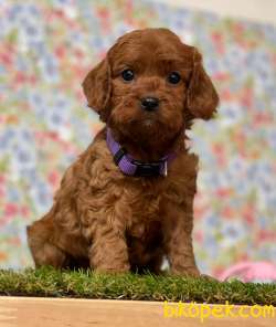 F1 Maltipoo Yavrularımız 1
