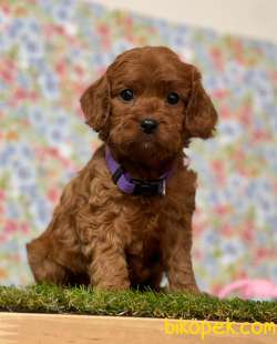 F1 Maltipoo Yavrularımız 4