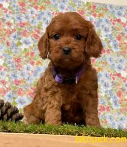 F1 Maltipoo Yavrularımız 2