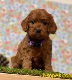 F1 Maltipoo Yavrularımız 3