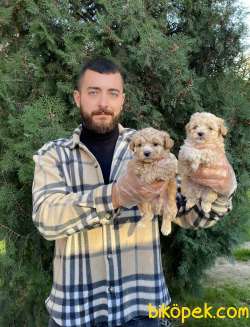 KUSURSUZ FORMDA F1 MALTİPOO YAVRULARIMIZ 1